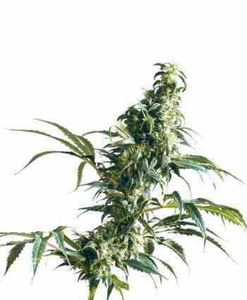 Mexican Sativa > Sensi Seeds | Feminized Marijuana   |  Sativa